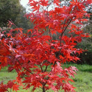 Japán juhar (Acer palmatum 'Osakazuki')