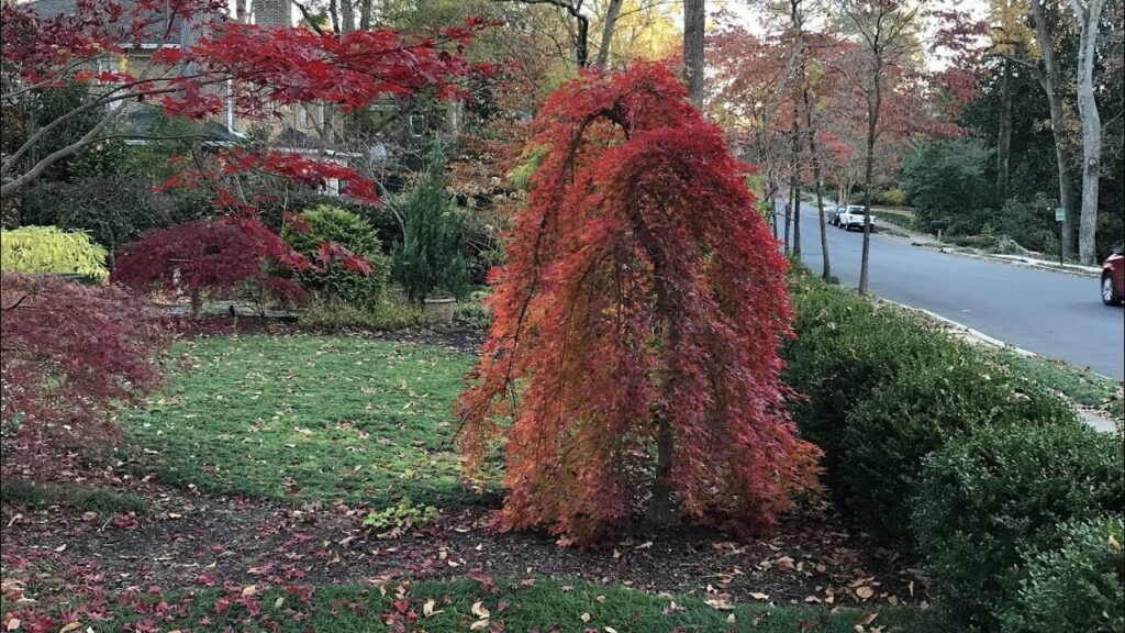 Japán juhar (Acer palmatum 'Ryusen')