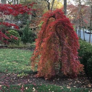 Japán juhar (Acer palmatum 'Ryusen')