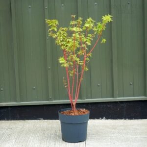 Japán juhar (Acer palmatum 'Sangokaku')