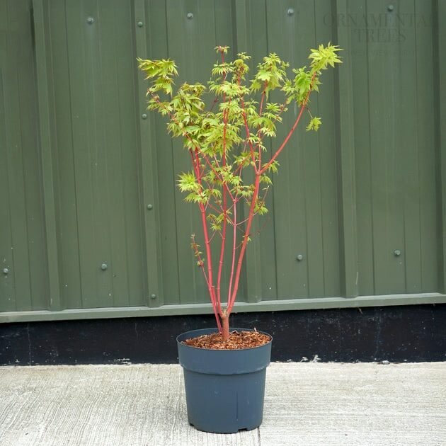 Japán juhar (Acer palmatum 'Sangokaku')