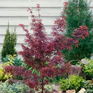 Japán juhar (Acer palmatum 'Shaina')