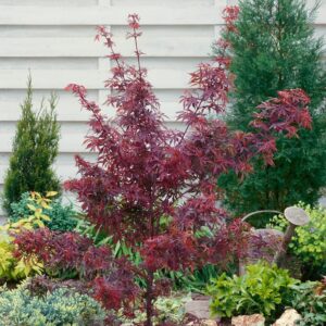 Japán juhar (Acer palmatum 'Shishigashira')