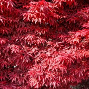 Japán juhar (Acer palmatum 'Skeeter's Broom')