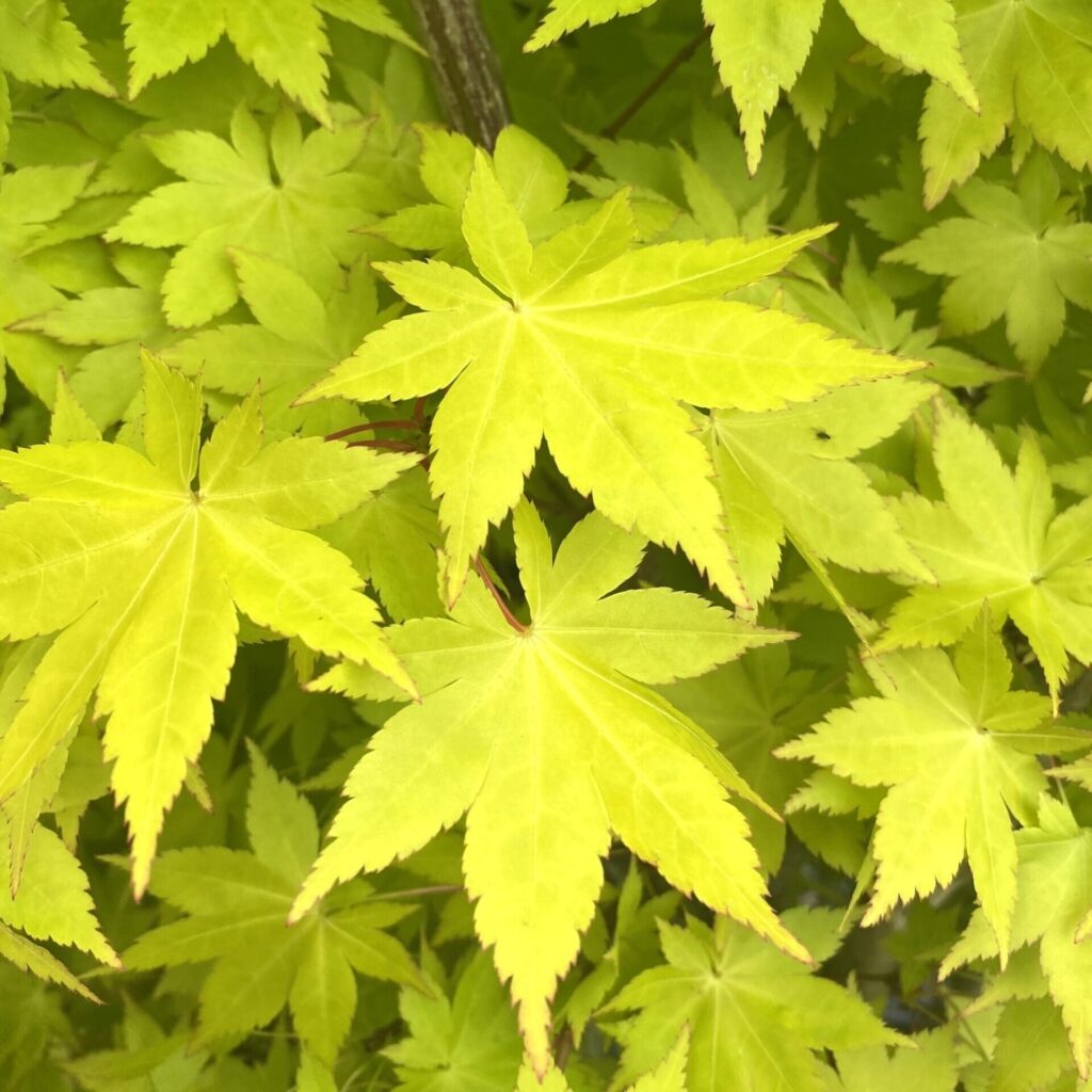 Japán juhar (Acer palmatum 'Summergold')