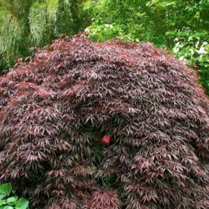Japán juhar (Acer palmatum 'Tamukeyama')