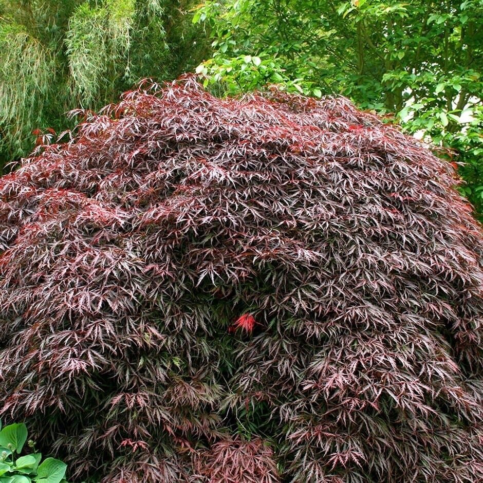 Japán juhar (Acer palmatum 'Tamukeyama')