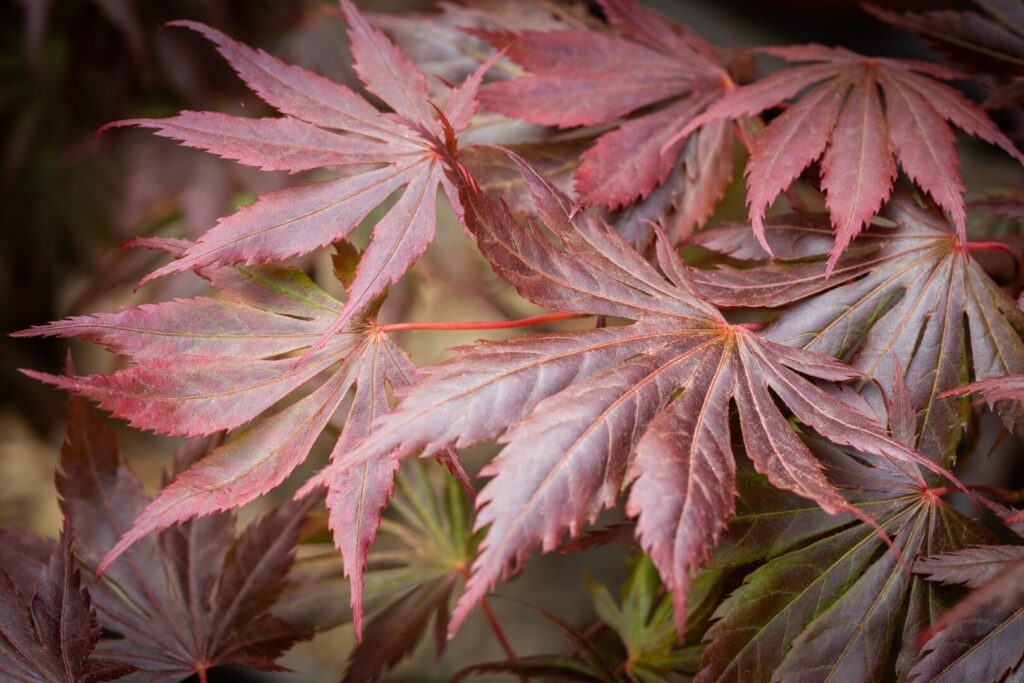 Japán juhar (Acer palmatum 'Trompenburg')
