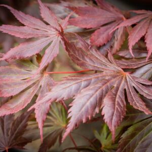 Japán juhar (Acer palmatum 'Trompenburg')