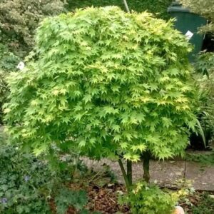 Japán juhar (Acer palmatum 'Verde')