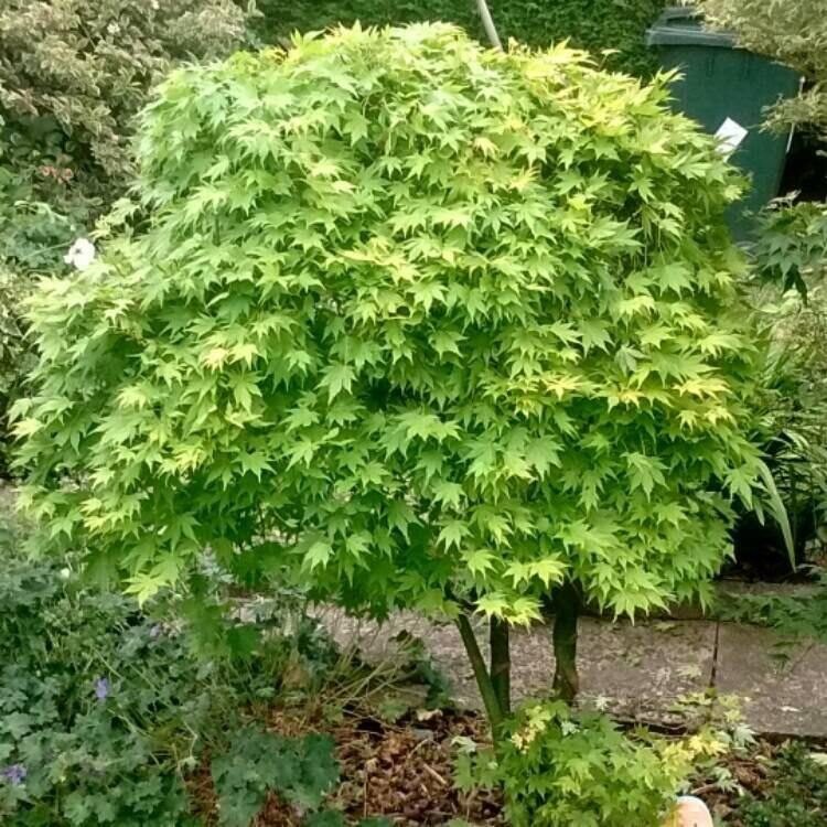 Japán juhar (Acer palmatum 'Verde')