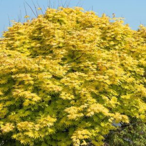 Japán juhar (Acer shirasawanum 'Jordan')