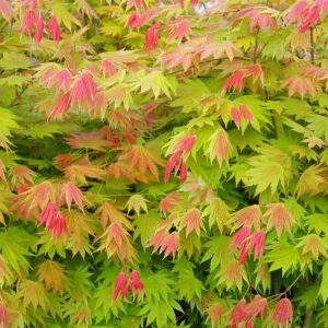 Japán juhar (Acer shirasawanum 'Moonrise')