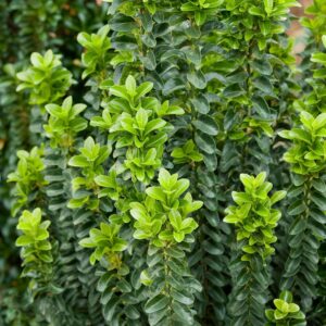 Japán kecskerágó (Euonymus japonicus 'Benkomasaki Erecta')