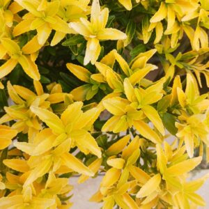 Japán kecskerágó (Euonymus japonicus 'Happiness')