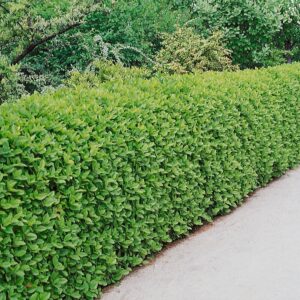 Japán kecskerágó (Euonymus japonicus 'Microphyllus')