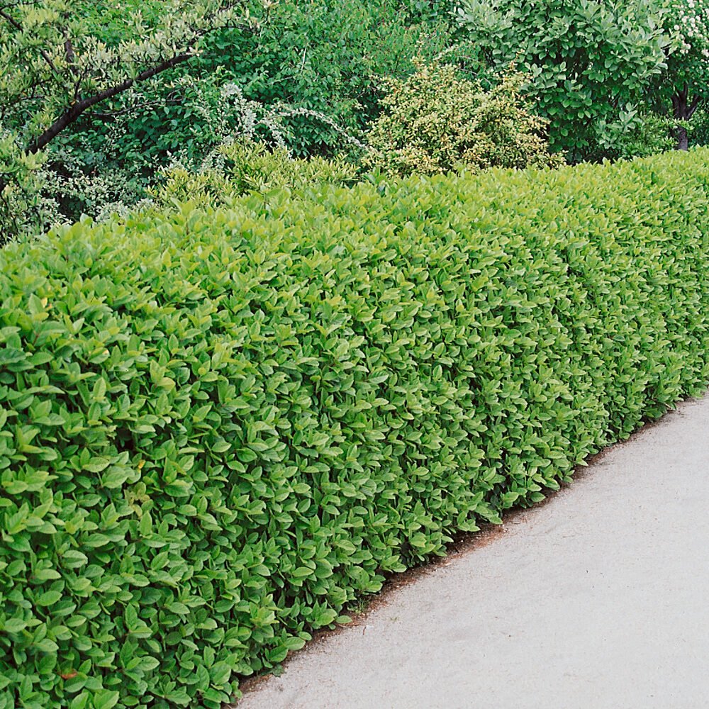 Japán kecskerágó (Euonymus japonicus 'Microphyllus')