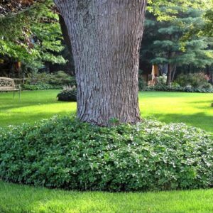 Japán kövérke (Pachysandra terminalis)