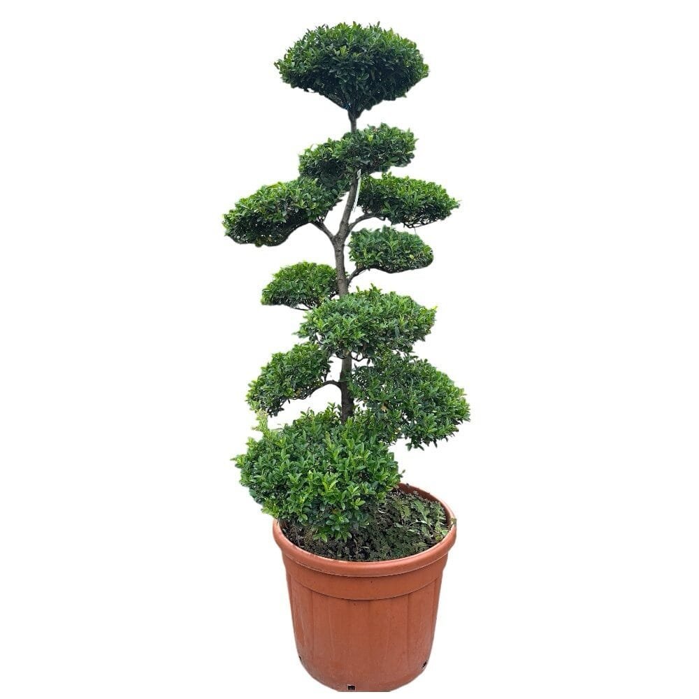 Japán magyal (Ilex crenata 'Blondie')