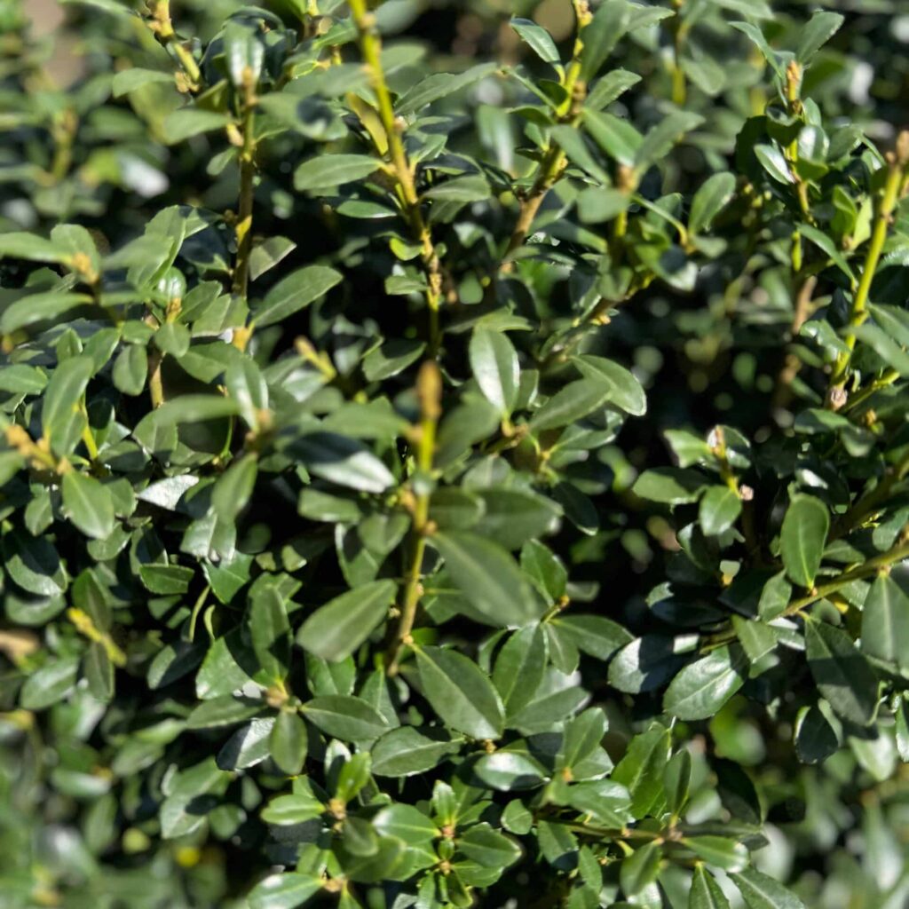 Japán magyal (Ilex crenata 'Luxus Globe')