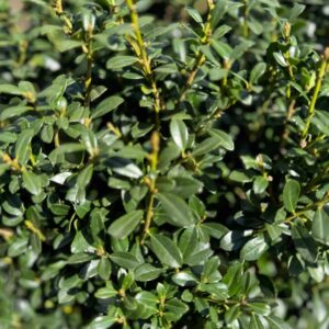 Japán magyal (Ilex crenata 'Luxus Globe')