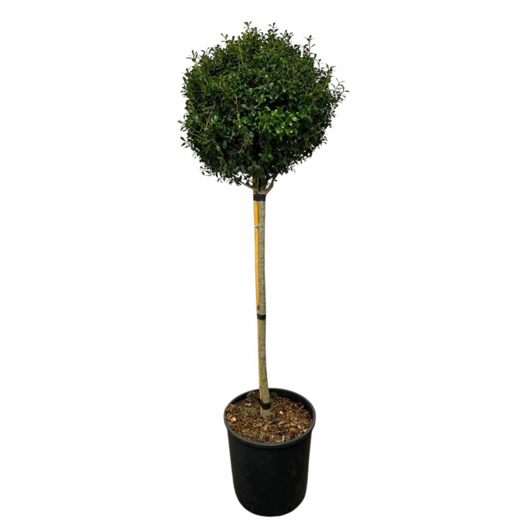 Japán magyal (Ilex crenata 'Luxus Globe')