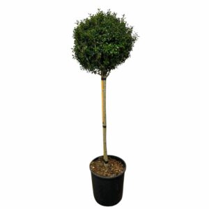 Japán magyal (Ilex crenata 'Luxus Globe')