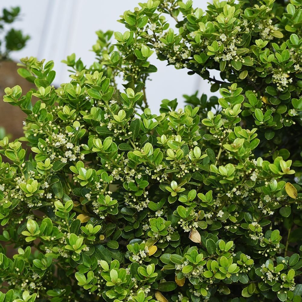 Japán magyal (Ilex crenata)