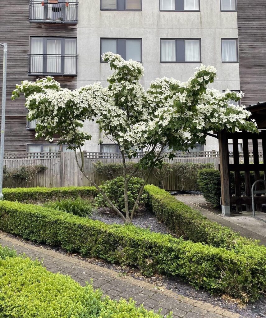 Japán som (Cornus kousa)