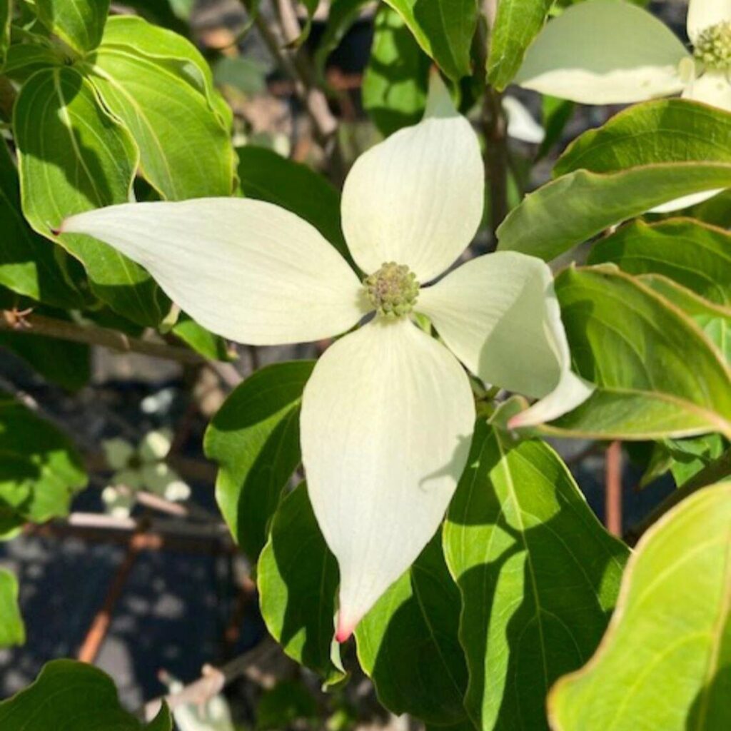 Japán som (Cornus kousa 'Robert's Selectie')