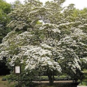 Japán som (Cornus kousa sp.)