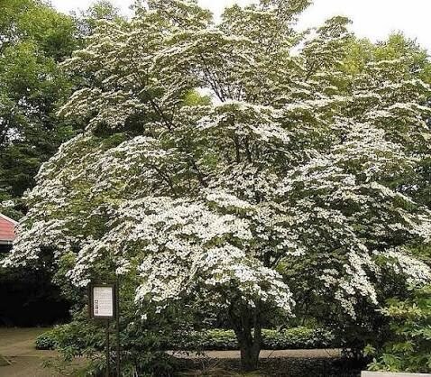 Japán som (Cornus kousa sp.)