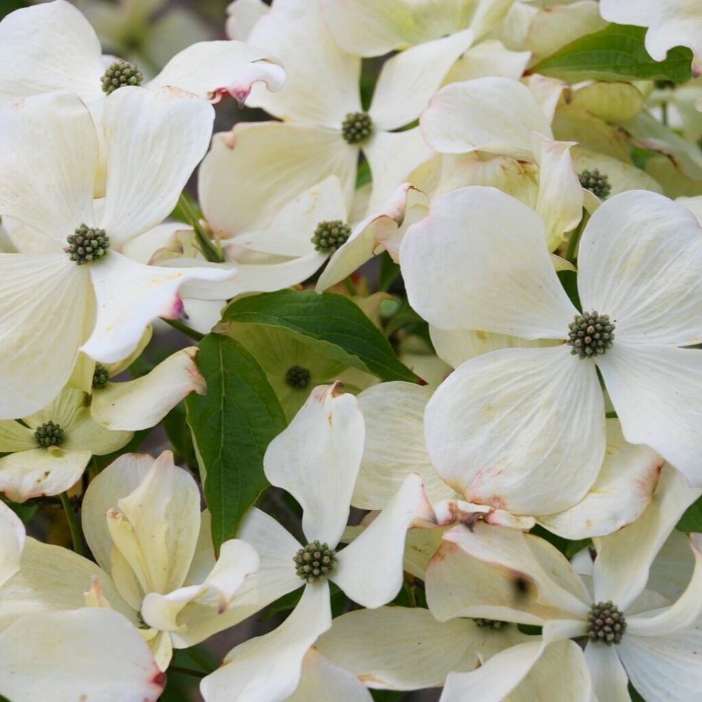 Japán som (Cornus kousa 'Teutonia')