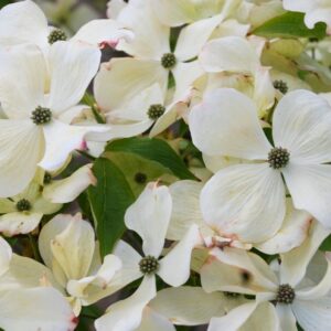 Japán som (Cornus kousa 'Teutonia')
