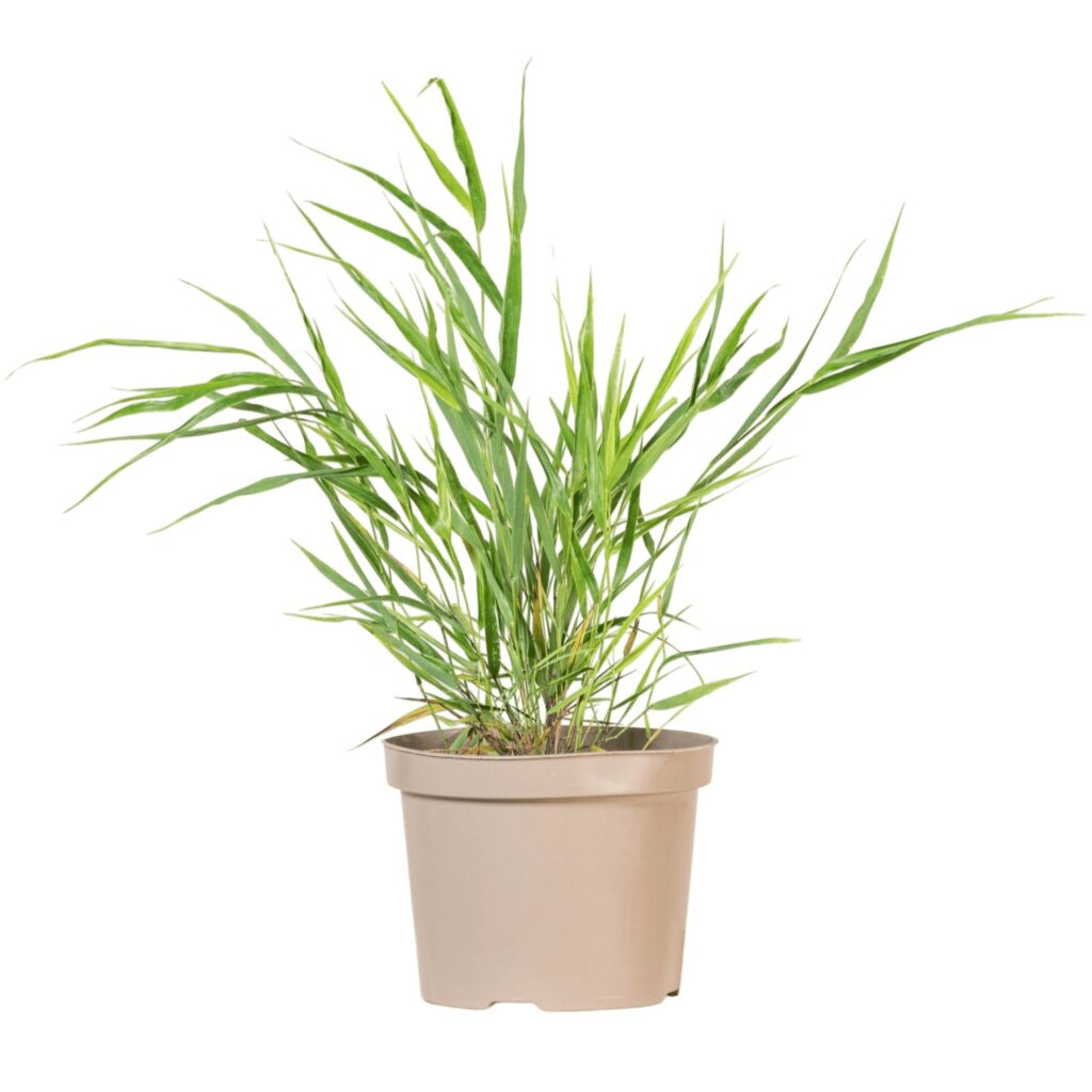 Japán szálkafű (Hakonechloa macra)