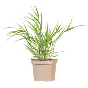 Japán szálkafű (Hakonechloa macra)