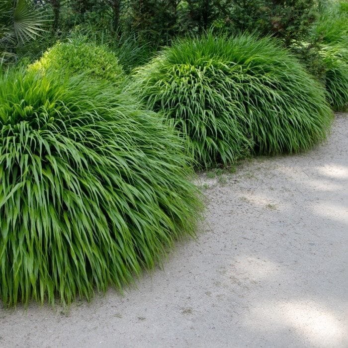 Japán szálkafű (Hakonechloa macra)