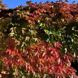 Japán vadszőlő (Parthenocissus tricuspidata 'Veitchii')