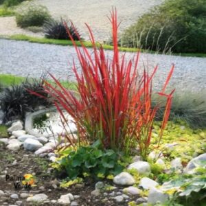 Japán vérfű (Imperata cylindrica 'Red Baron')