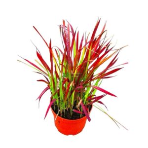 Japán vérfű (Imperata cylindrica 'Red Baron')