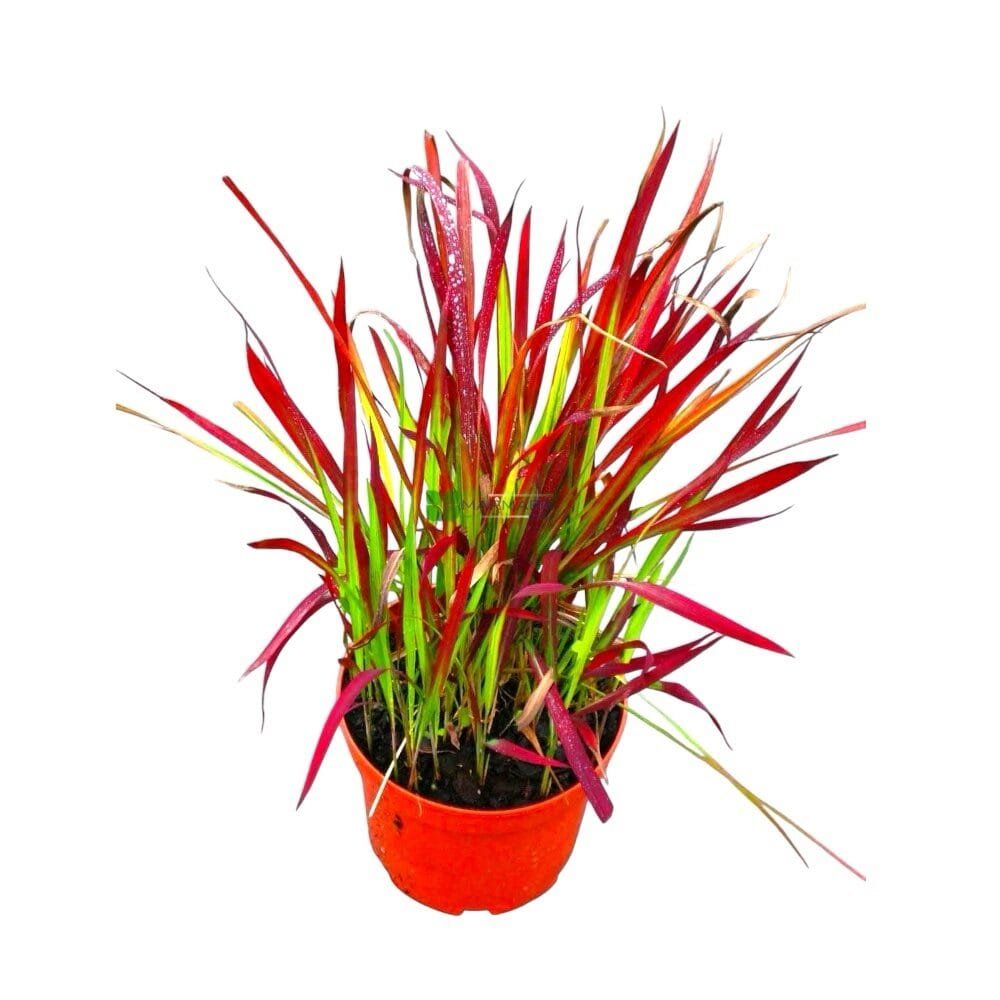 Japán vérfű (Imperata cylindrica 'Red Baron')