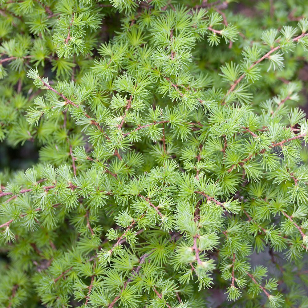 Japán vörösfenyő (Larix kaempferi)