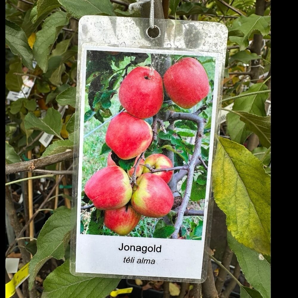 Jonagold alma (Malus domestica 'Jonagold')