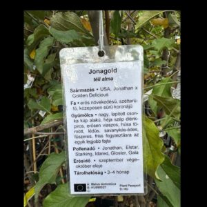 Jonagold alma (Malus domestica 'Jonagold')