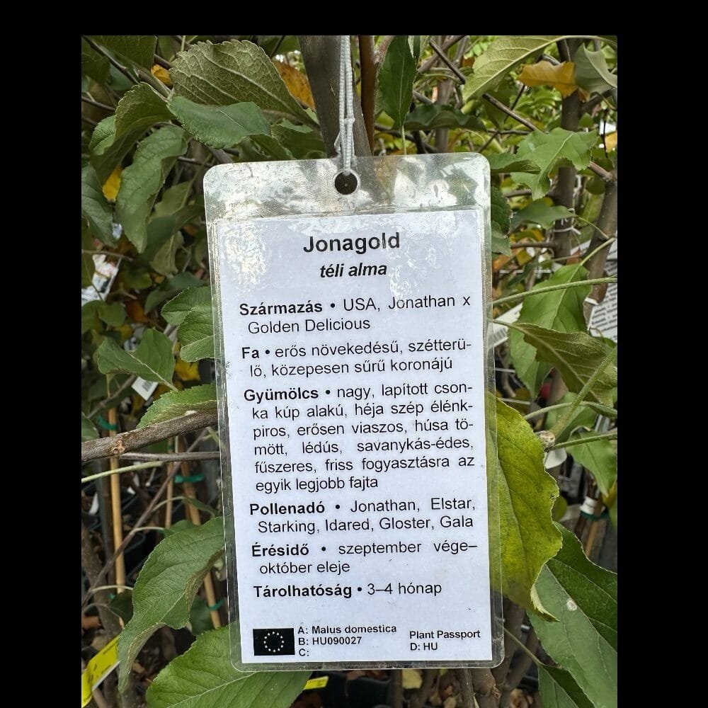 Jonagold alma (Malus domestica 'Jonagold')