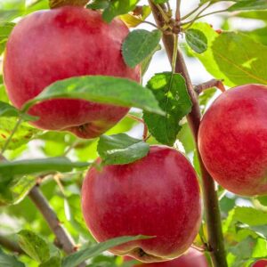 Jonagold alma (Malus domestica 'Jonagold')