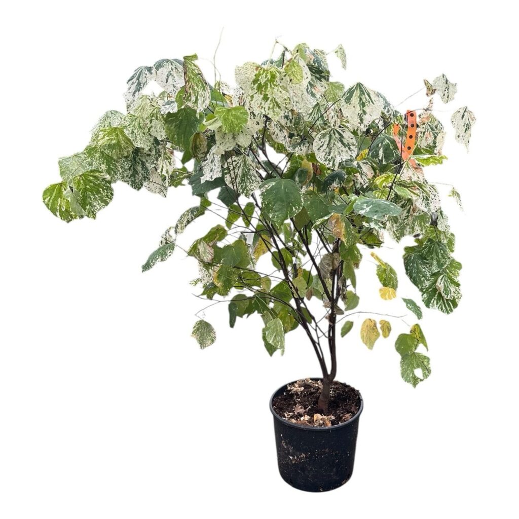 Júdásfa (Cercis canadensis 'Alley Cat')