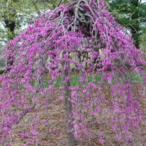 Júdásfa (Cercis canadensis 'Cascading Hearts')