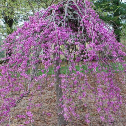 Júdásfa (Cercis canadensis 'Cascading Hearts')