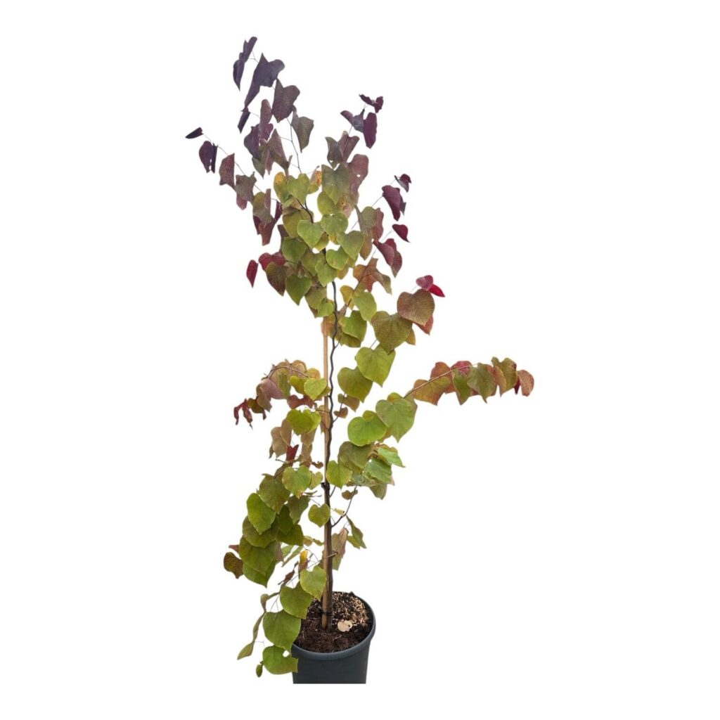 Júdásfa (Cercis canadensis 'Eternal Flame')
